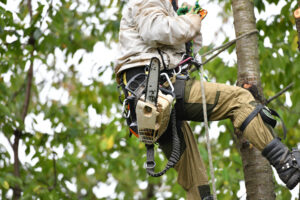 Read more about the article How to Hire a Tree Service