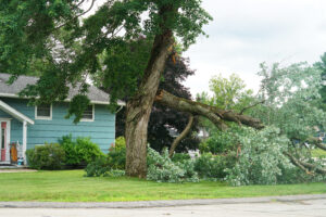 Read more about the article Spring Storm Season in Vancouver, WA: How to Protect Your Trees and Property Before March Winds Hit